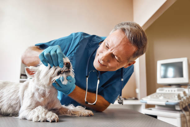 Best Dental Abscess Treatment in Middlefield, OH